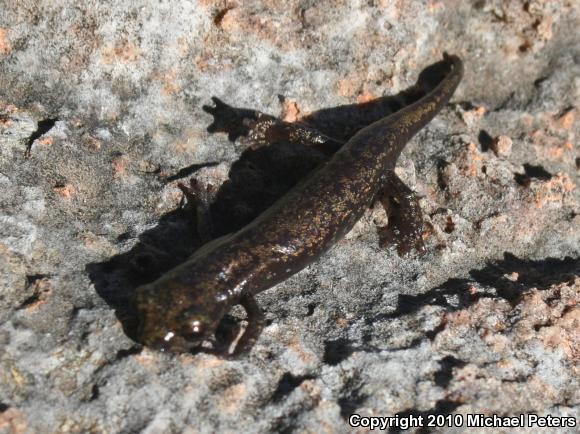 Shasta Salamander (Hydromantes shastae)