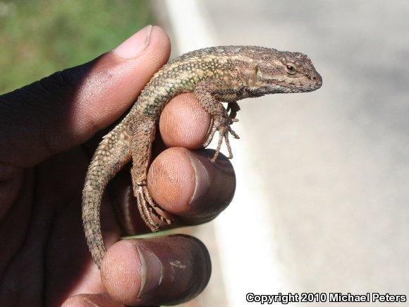 NorthWestern Fence Lizard (Sceloporus occidentalis occidentalis)