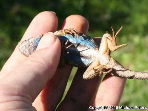 NorthWestern Fence Lizard (Sceloporus occidentalis occidentalis)