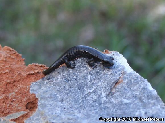 Shasta Salamander (Hydromantes shastae)