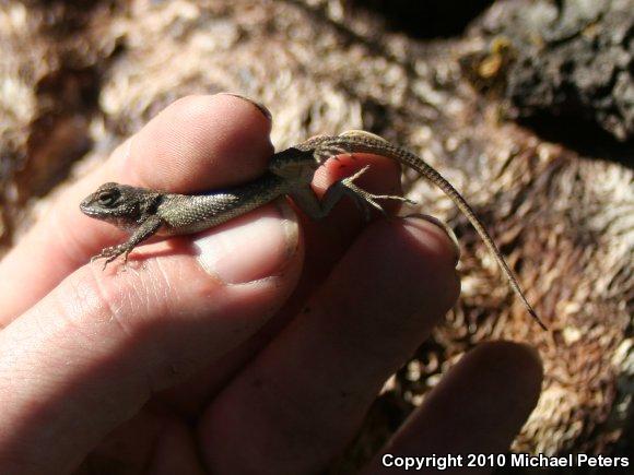 NorthWestern Fence Lizard (Sceloporus occidentalis occidentalis)