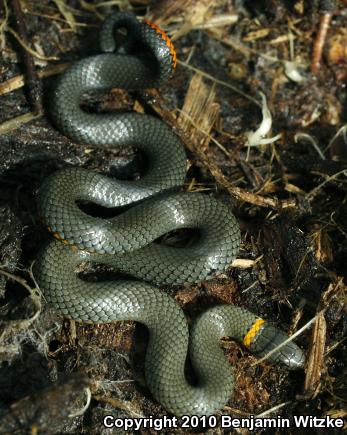 Pacific Ring-necked Snake (Diadophis punctatus amabilis)