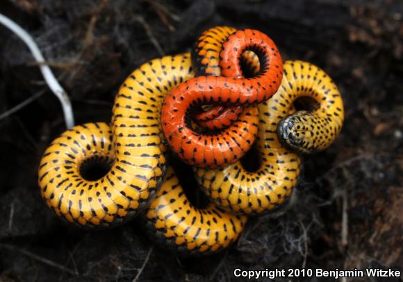 Pacific Ring-necked Snake (Diadophis punctatus amabilis)