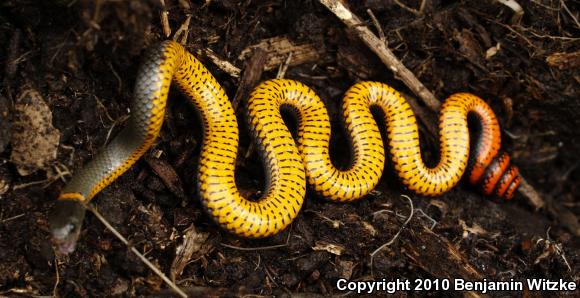 Pacific Ring-necked Snake (Diadophis punctatus amabilis)