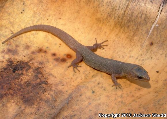 Wiggins's Desert Night Lizard (Xantusia wigginsi)