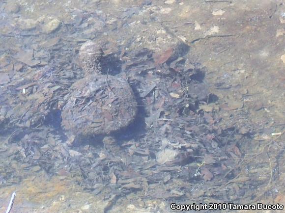 Eastern Snapping Turtle (Chelydra serpentina serpentina)