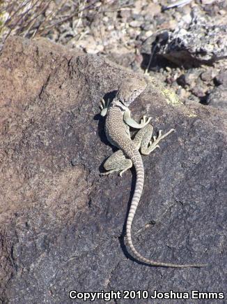 Eastern Collared Lizard (Crotaphytus collaris)