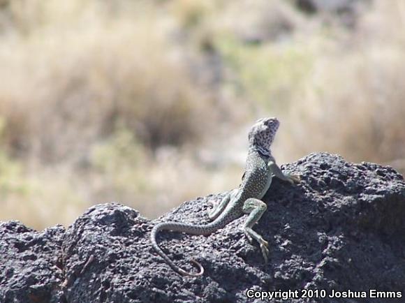 Eastern Collared Lizard (Crotaphytus collaris)