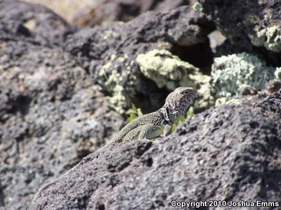 Eastern Collared Lizard (Crotaphytus collaris)