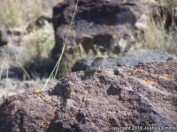 Eastern Collared Lizard (Crotaphytus collaris)