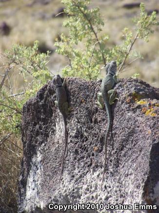 Eastern Collared Lizard (Crotaphytus collaris)