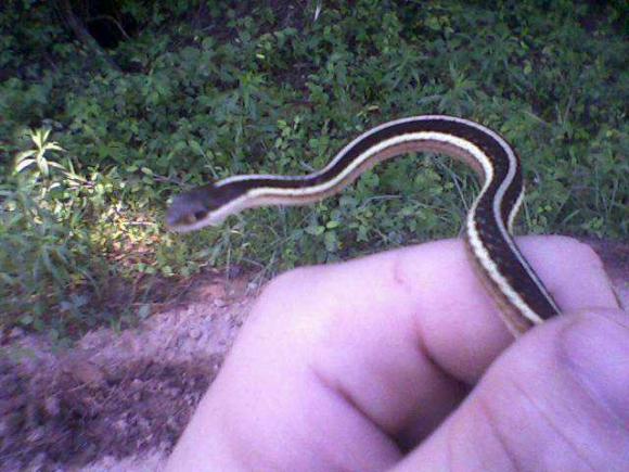 Eastern Ribbonsnake (Thamnophis sauritus sauritus)