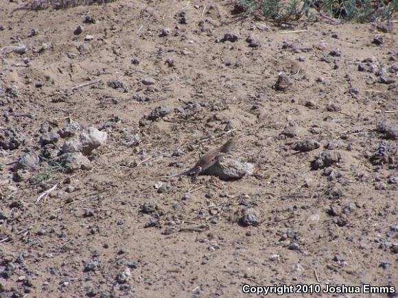 Speckled Earless Lizard (Holbrookia maculata approximans)