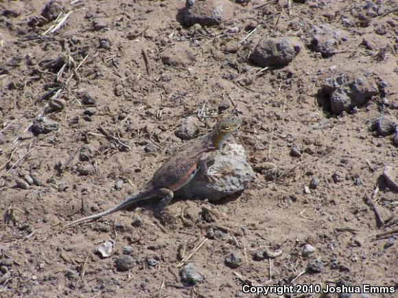 Speckled Earless Lizard (Holbrookia maculata approximans)