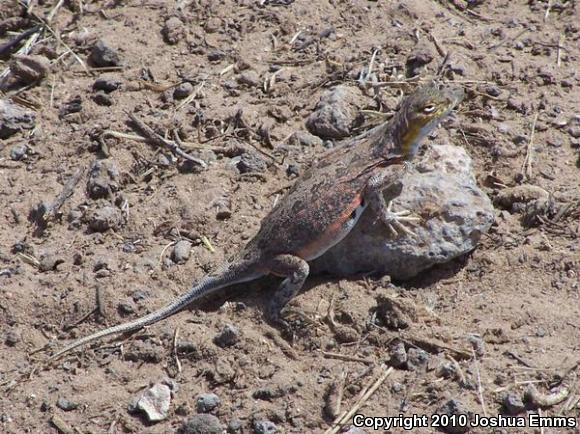 Speckled Earless Lizard (Holbrookia maculata approximans)