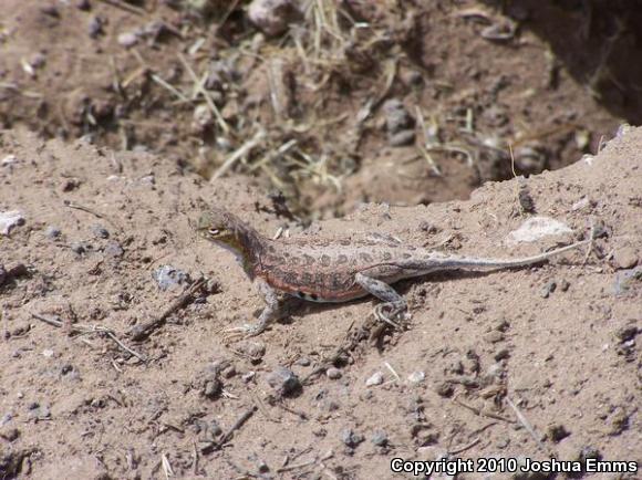 Speckled Earless Lizard (Holbrookia maculata approximans)
