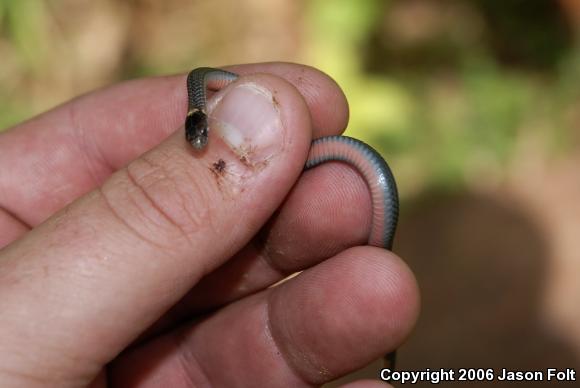 Red-bellied Snake (Storeria occipitomaculata)