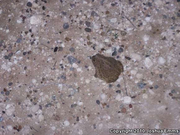 Great Plains Toad (Anaxyrus cognatus)