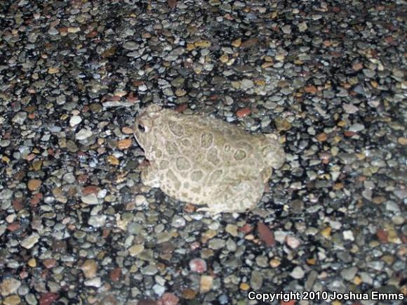 Great Plains Toad (Anaxyrus cognatus)