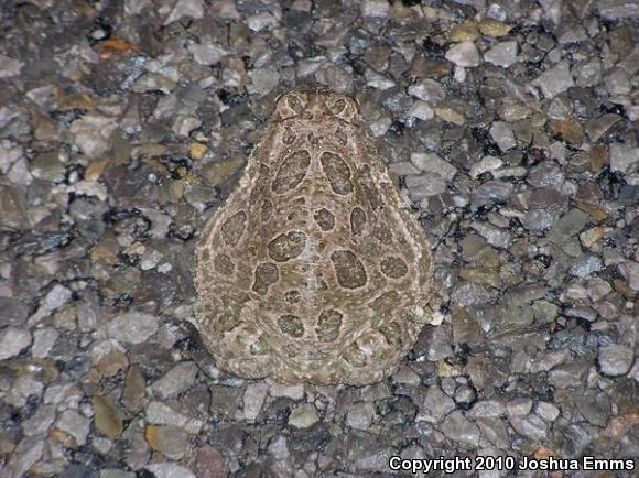 Great Plains Toad (Anaxyrus cognatus)