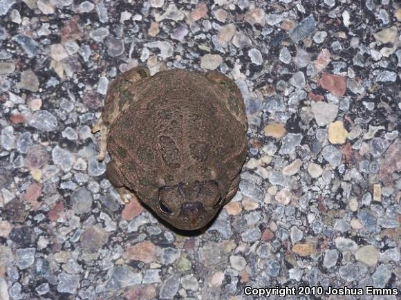 Great Plains Toad (Anaxyrus cognatus)