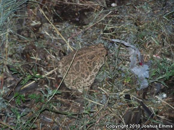 Great Plains Toad (Anaxyrus cognatus)