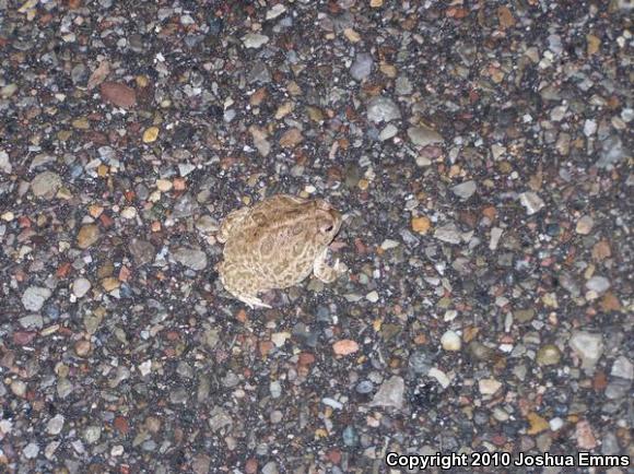 Great Plains Toad (Anaxyrus cognatus)