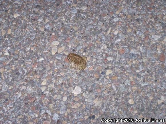 Great Plains Toad (Anaxyrus cognatus)