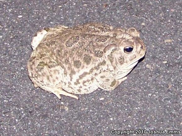 Great Plains Toad (Anaxyrus cognatus)