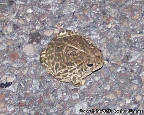Great Plains Toad (Anaxyrus cognatus)