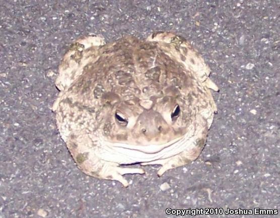 Great Plains Toad (Anaxyrus cognatus)