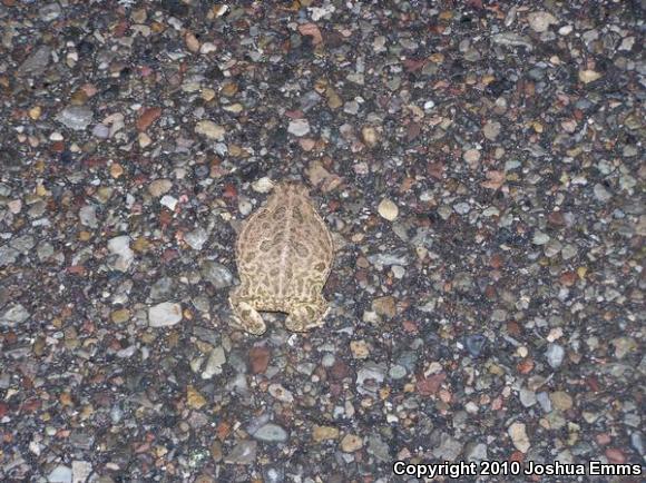 Great Plains Toad (Anaxyrus cognatus)