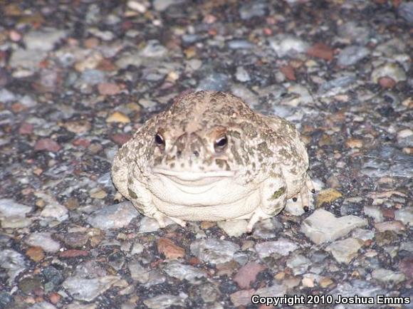 Great Plains Toad (Anaxyrus cognatus)