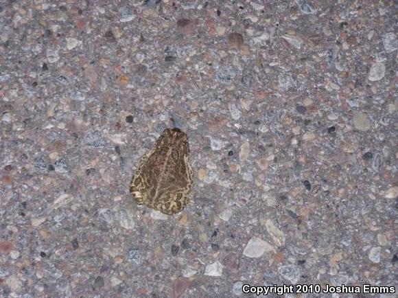 Great Plains Toad (Anaxyrus cognatus)