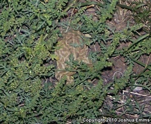 Great Plains Toad (Anaxyrus cognatus)