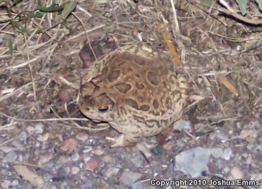 Great Plains Toad (Anaxyrus cognatus)