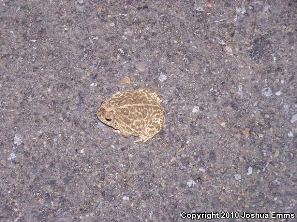 Great Plains Toad (Anaxyrus cognatus)