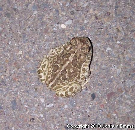 Great Plains Toad (Anaxyrus cognatus)