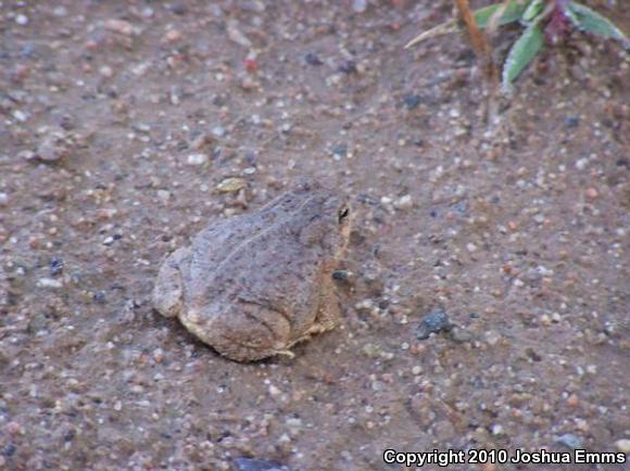 Woodhouse's Toad (Anaxyrus woodhousii woodhousii)