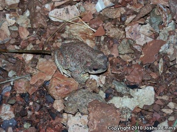 Red-spotted Toad (Anaxyrus punctatus)