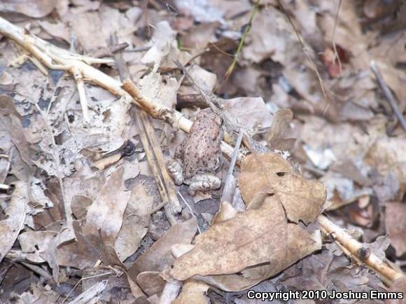 Arizona Toad (Anaxyrus microscaphus)