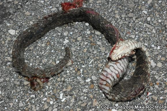 Florida Watersnake (Nerodia fasciata pictiventris)