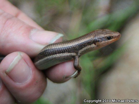 Western Skink (Plestiodon skiltonianus skiltonianus)