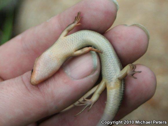 Western Skink (Plestiodon skiltonianus skiltonianus)