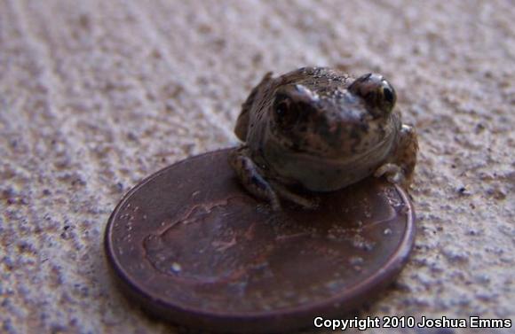 Chihuahuan Desert Spadefoot (Spea multiplicata stagnalis)