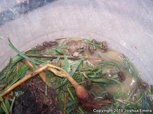 Chihuahuan Desert Spadefoot (Spea multiplicata stagnalis)