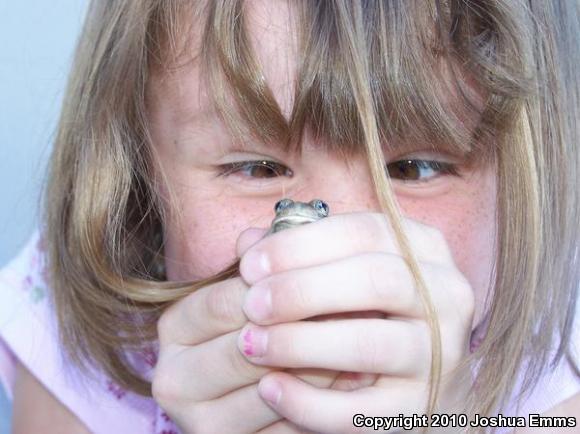 Chihuahuan Desert Spadefoot (Spea multiplicata stagnalis)