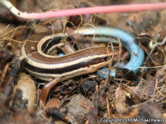 Western Skink (Plestiodon skiltonianus skiltonianus)