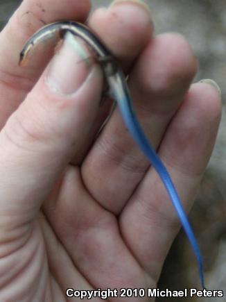 Western Skink (Plestiodon skiltonianus skiltonianus)