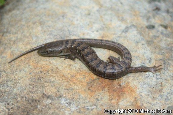 Southern Alligator Lizard (Elgaria multicarinata)